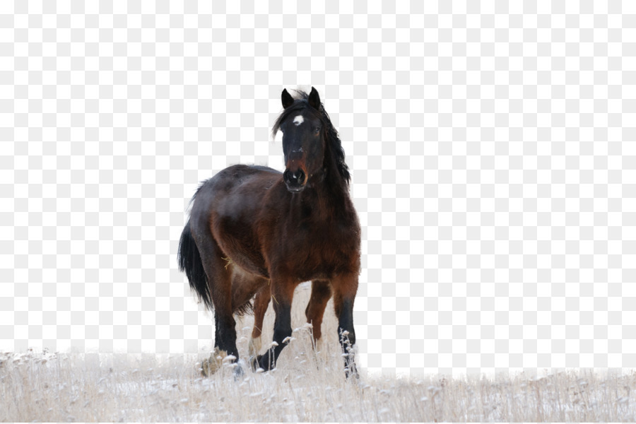 Caballo，Pony PNG