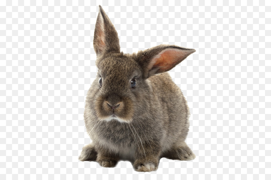 Gigante Gris，Conejo PNG