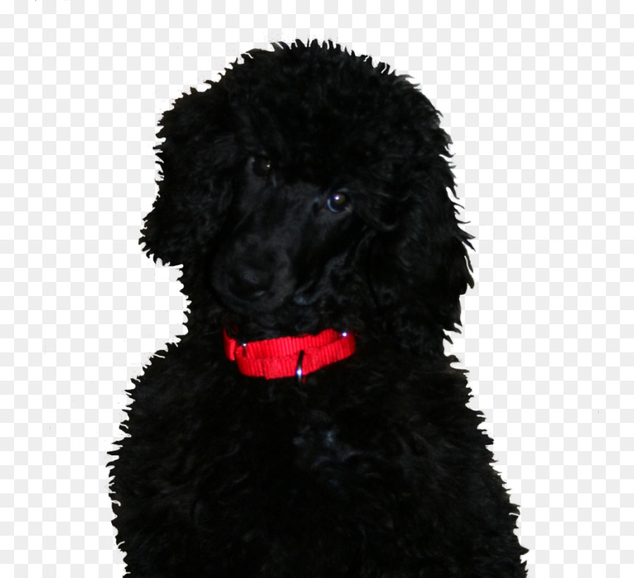 Poodle Estándar，Perro De Agua Portugués PNG