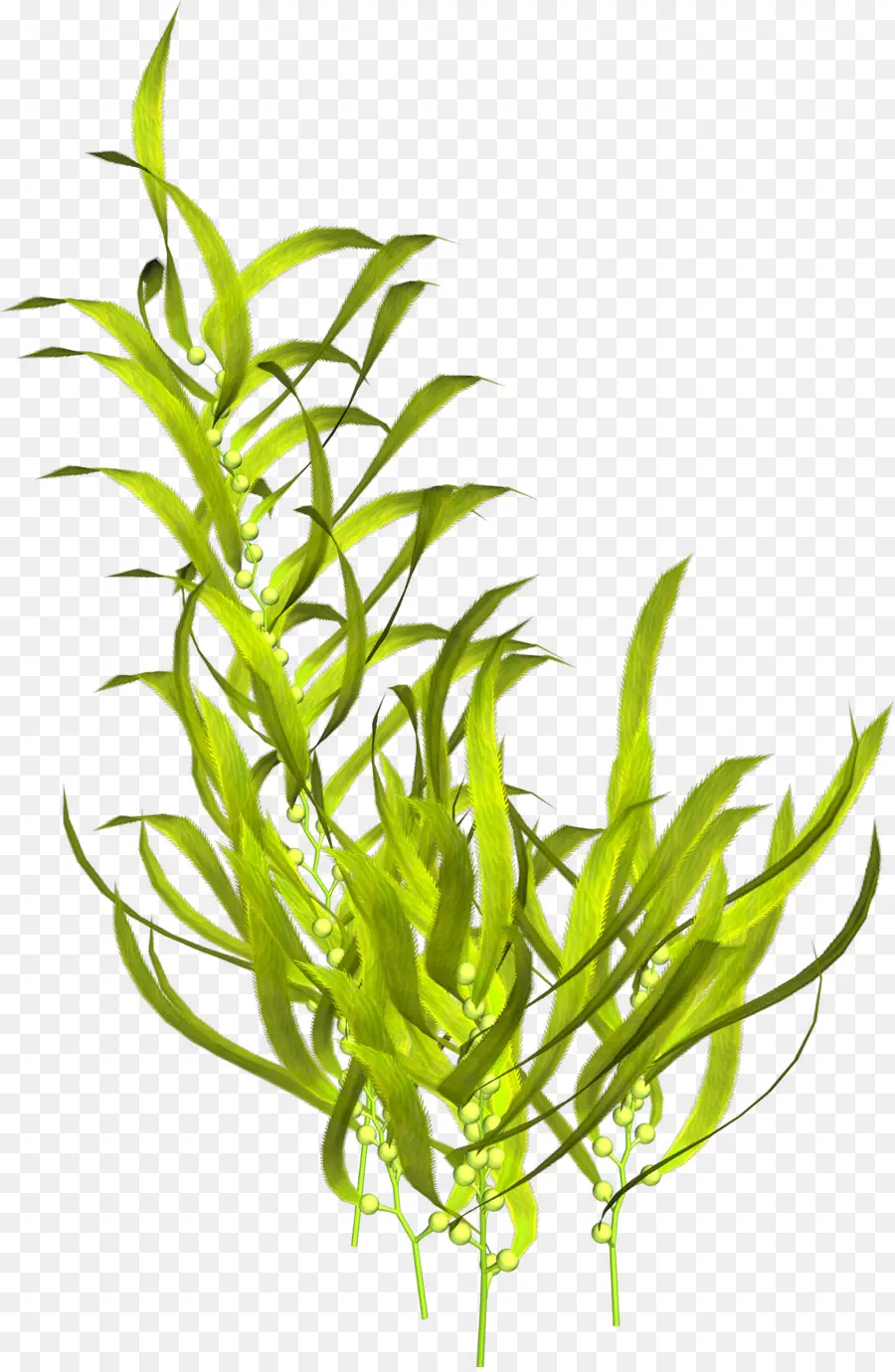 Planta Verde，Naturaleza PNG