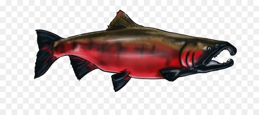 El Salmón Coho，09777 PNG