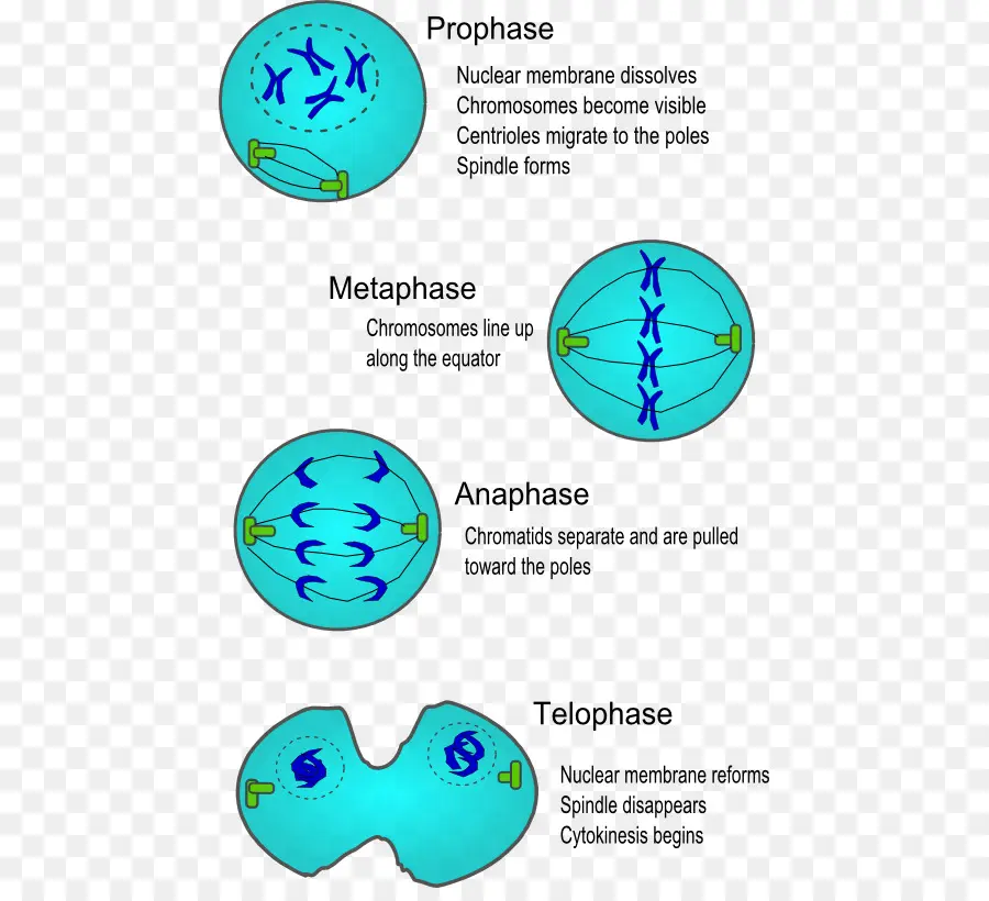 Etapas De División Celular，Profase PNG