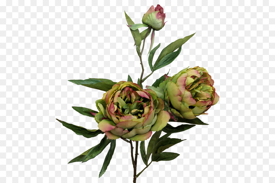 Rosas De Jardín，Rosa De Repollo PNG