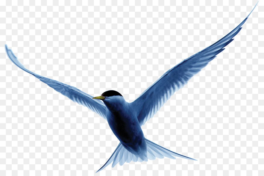 Gaviota，Vuelo PNG