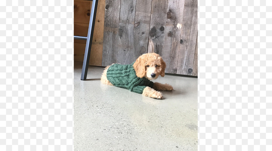 Cockapoo，Cachorro PNG