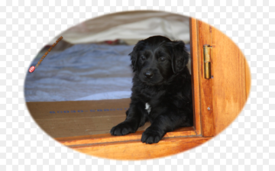 Boykin Spaniel，Field Spaniel PNG