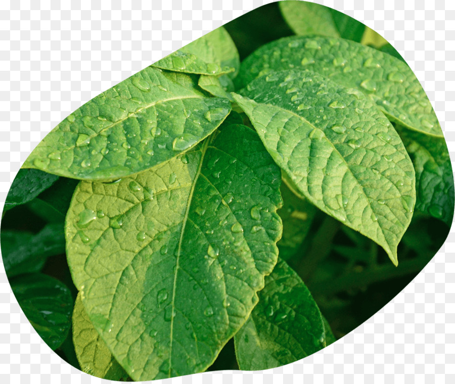 Hojas Verdes，Planta PNG