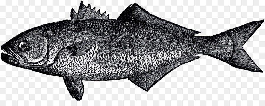 Los Peces，Biología Marina PNG