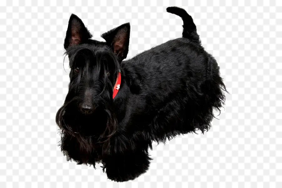 Scottish Terrier，Schnauzer Miniatura PNG