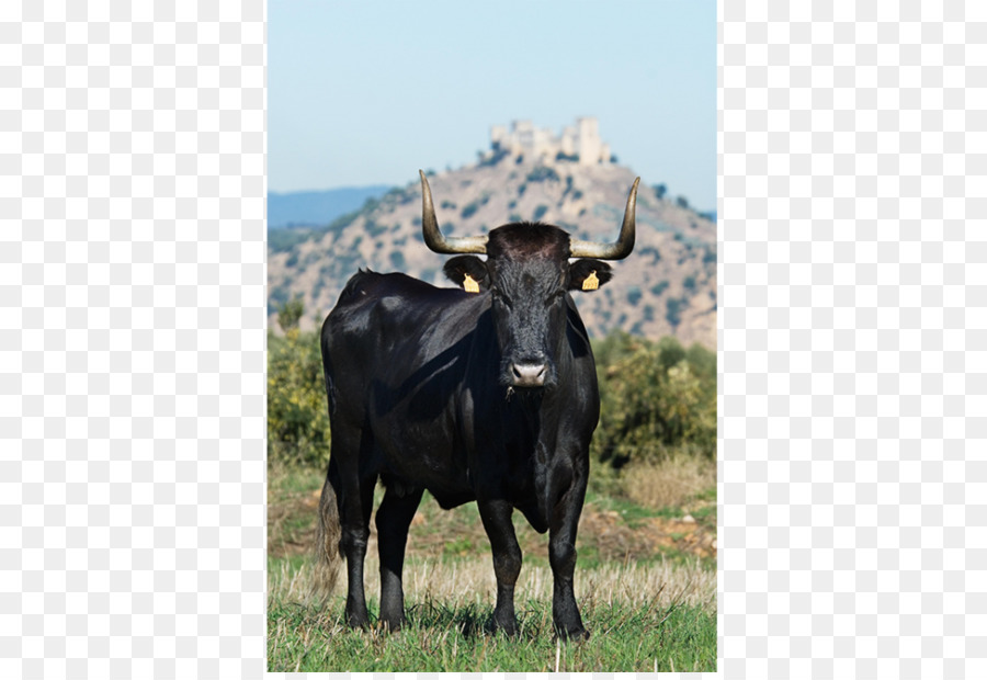 Ganado Lechero，Negra Andaluza PNG