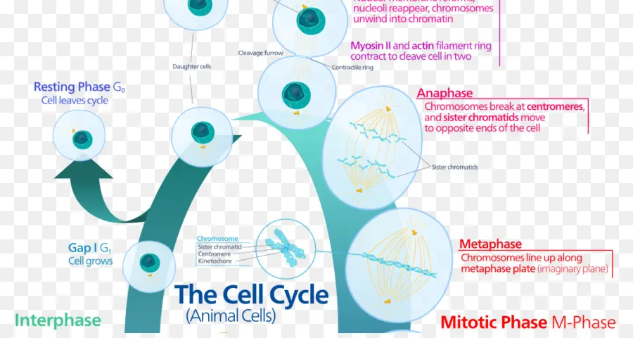 Ciclo Celular，La Mitosis PNG