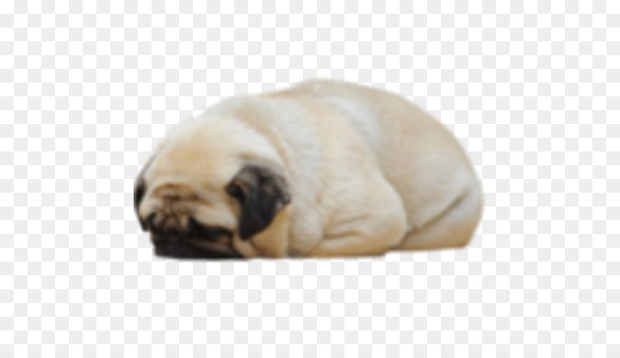 Pug，Cachorro PNG