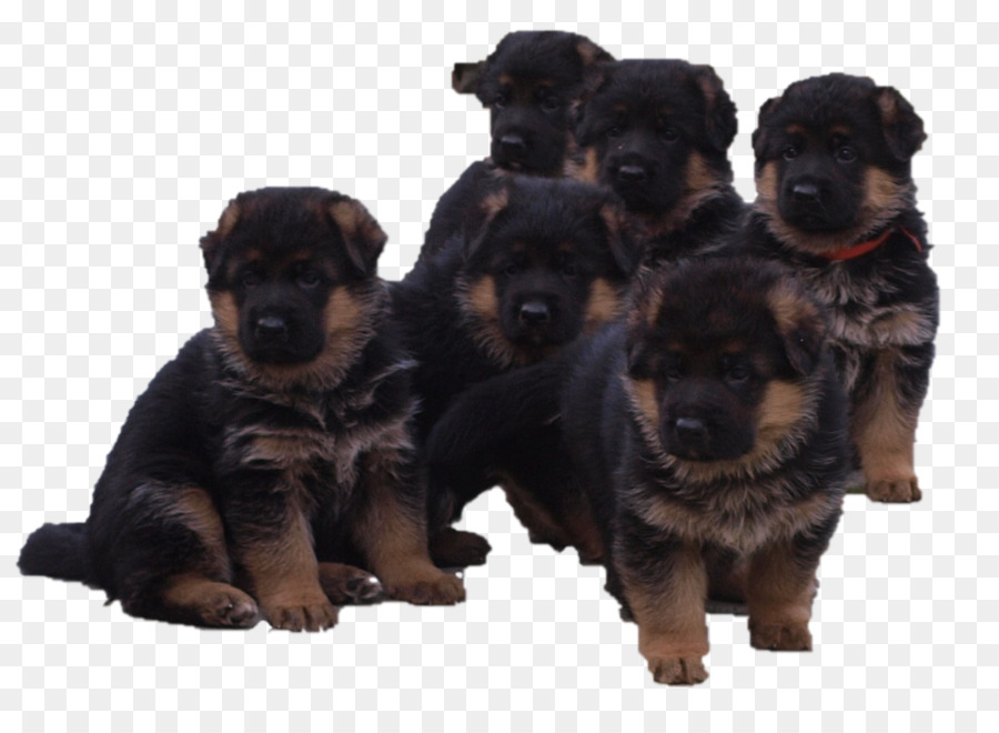 Cachorro，Rottweiler PNG