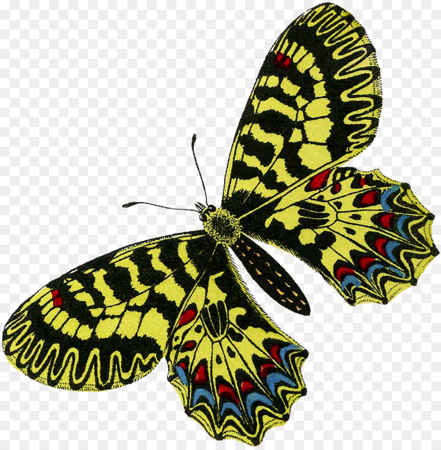 Mariposa Monarca，Naturaleza PNG