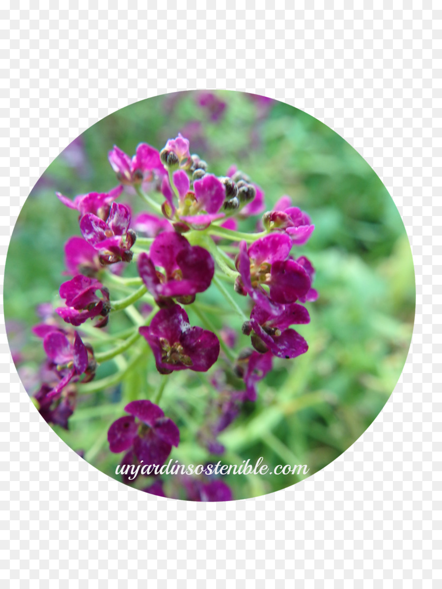 Alyssum Dulce，Planta PNG