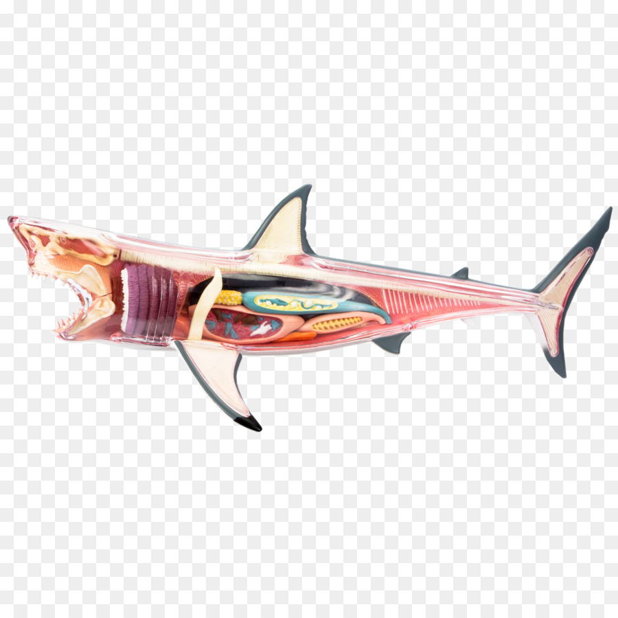 Tiburón，Cebado PNG