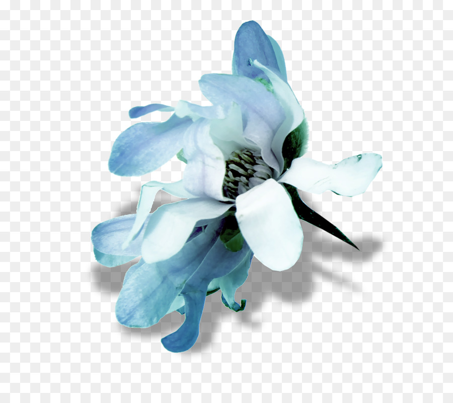 Flores，Orquídea PNG