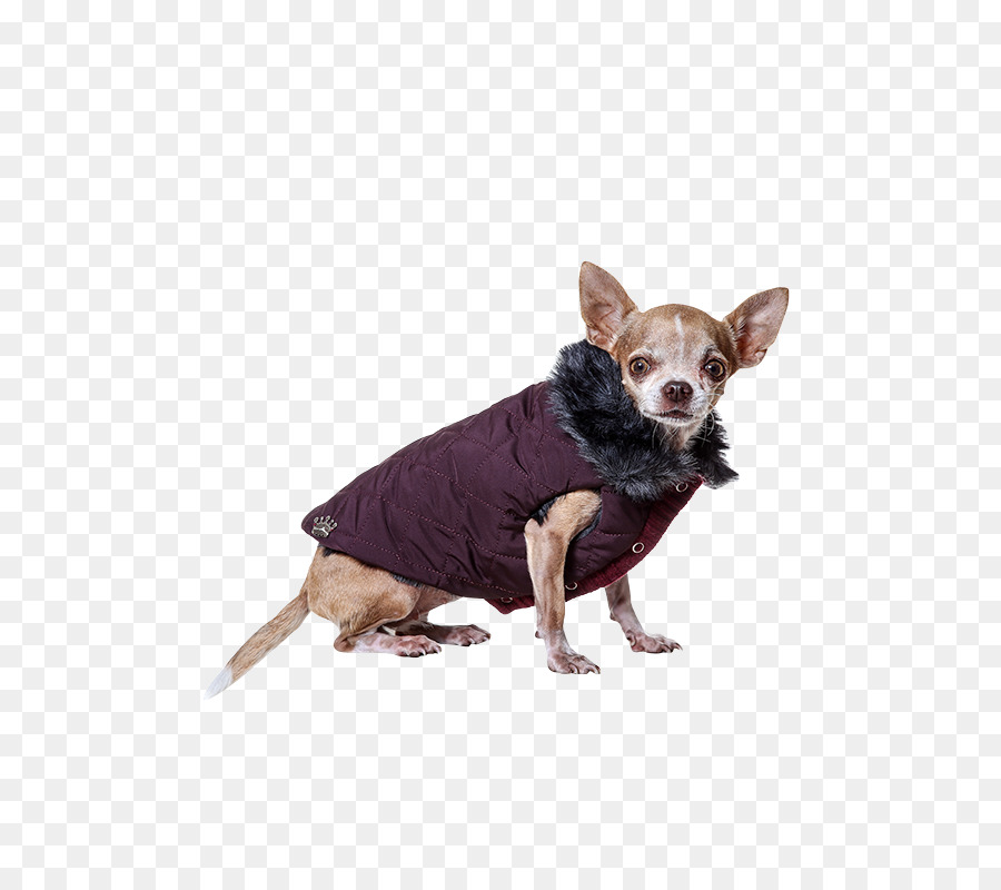 Raza De Perro，Merino PNG