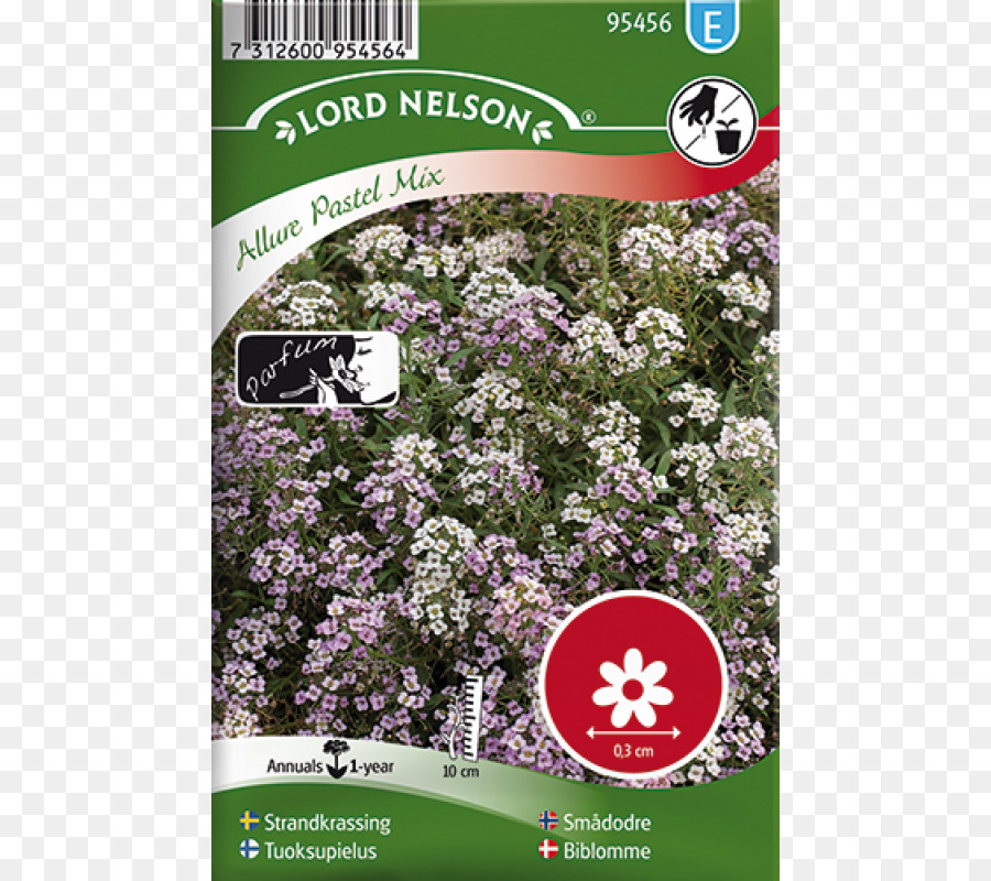 Alyssum Dulce，Común De Girasol PNG