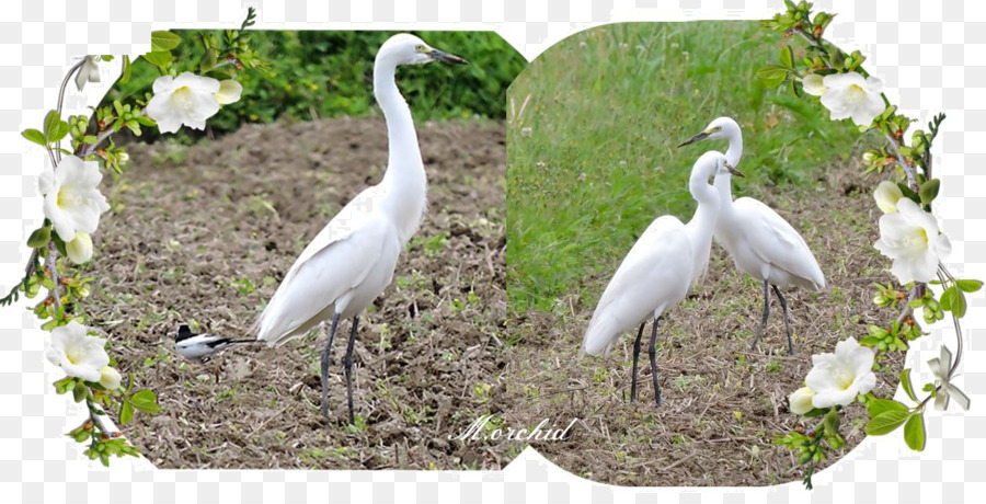 Garza，Ibis PNG