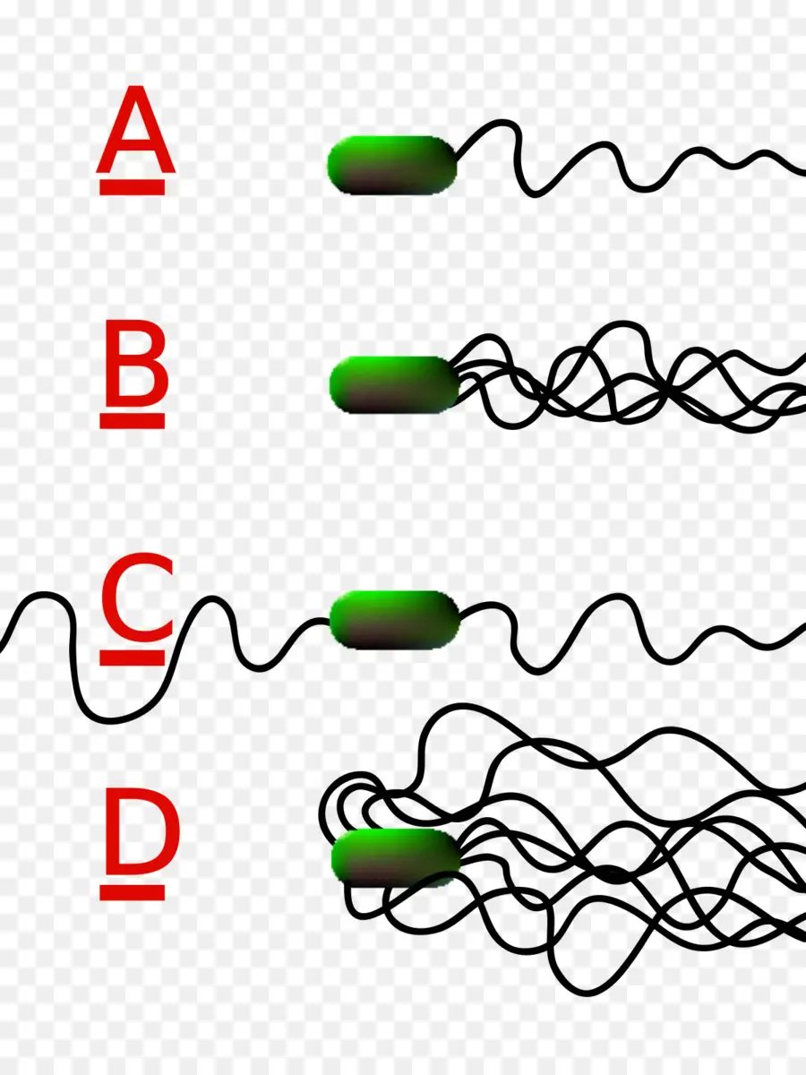 Flagelo，Las Bacterias PNG