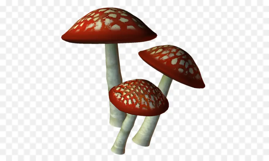 Seta，Marasmius Oreades PNG