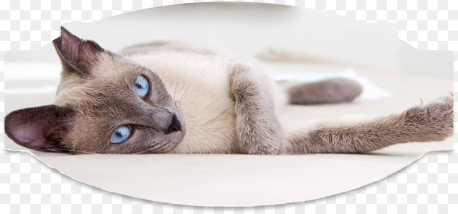 Bigotes，Tonkinese Gato PNG