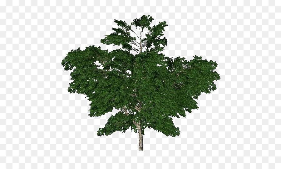 Árbol，Naturaleza PNG