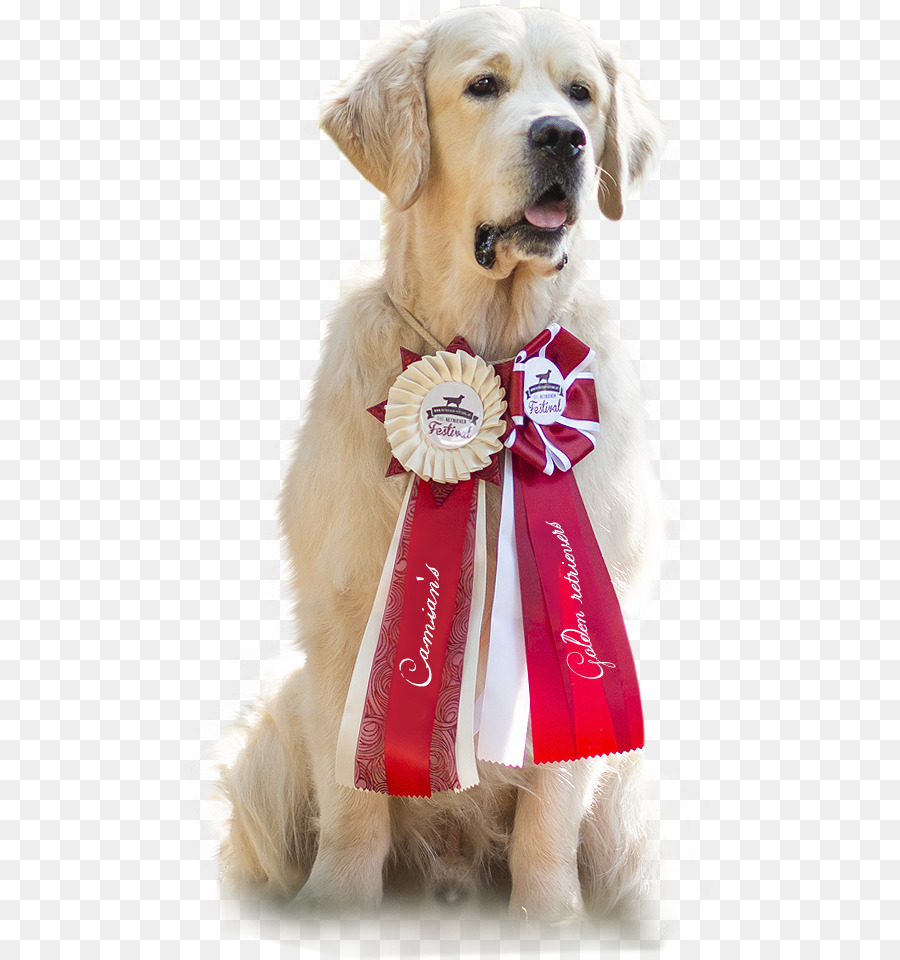 Perro Perdiguero De Oro，Mascota PNG