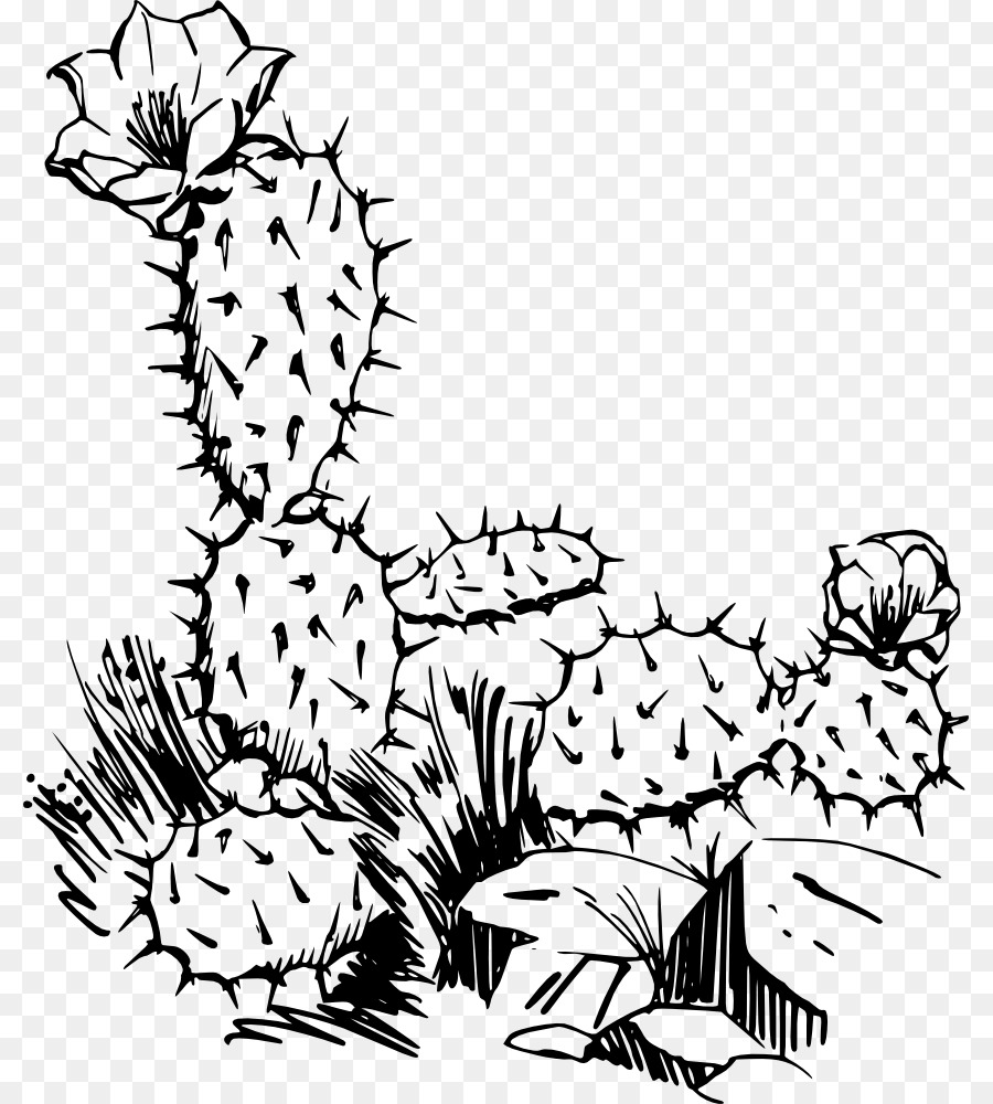 Cactaceae，Saguaro PNG