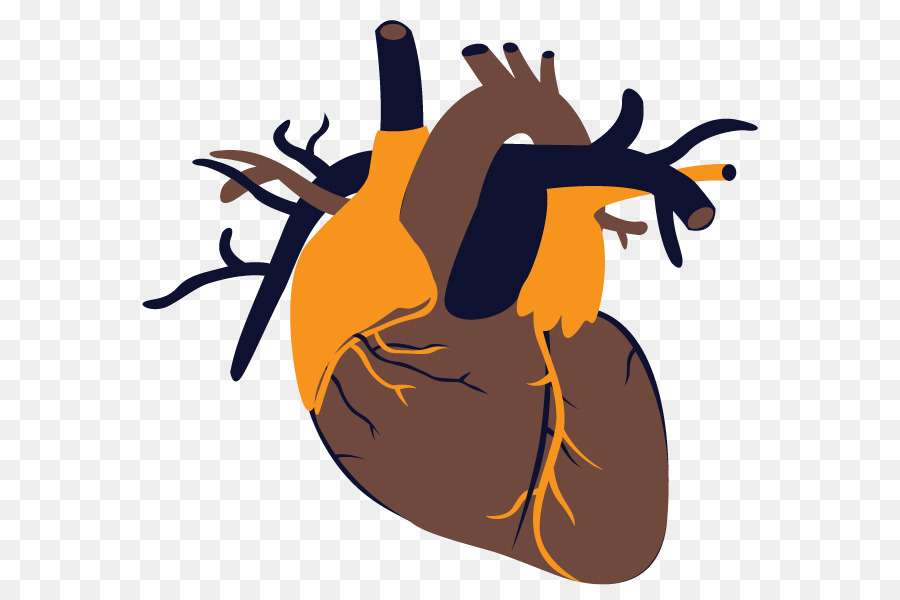 Corazón，Anatomía PNG