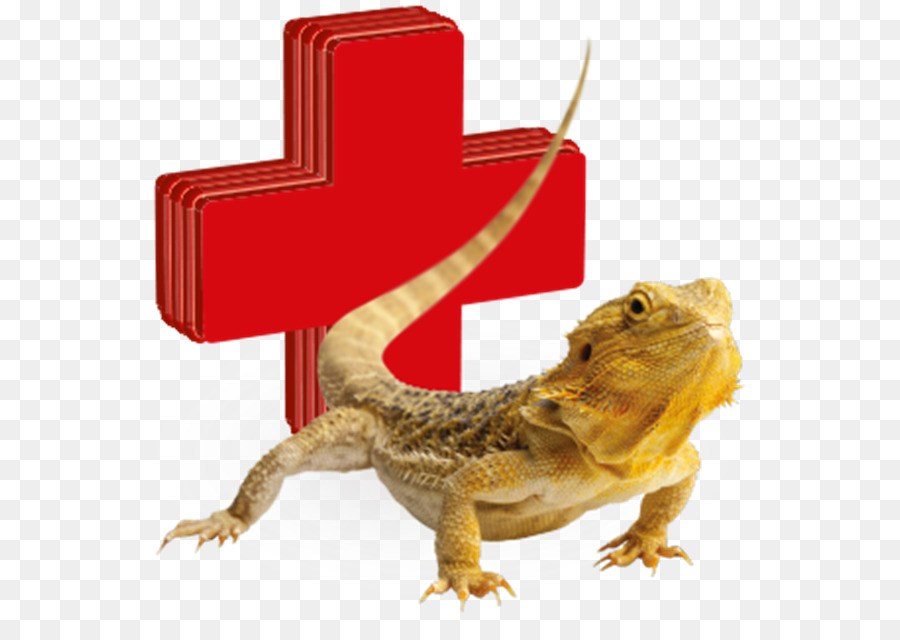 Lagarto，Reptiles PNG