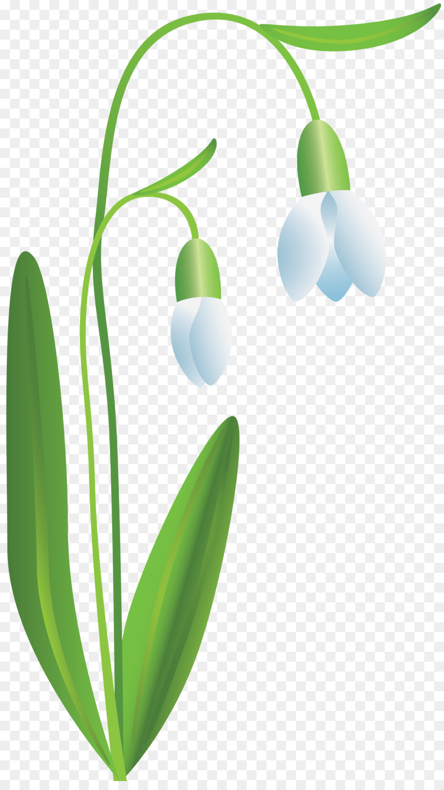 Flor，Campanilla De Invierno PNG