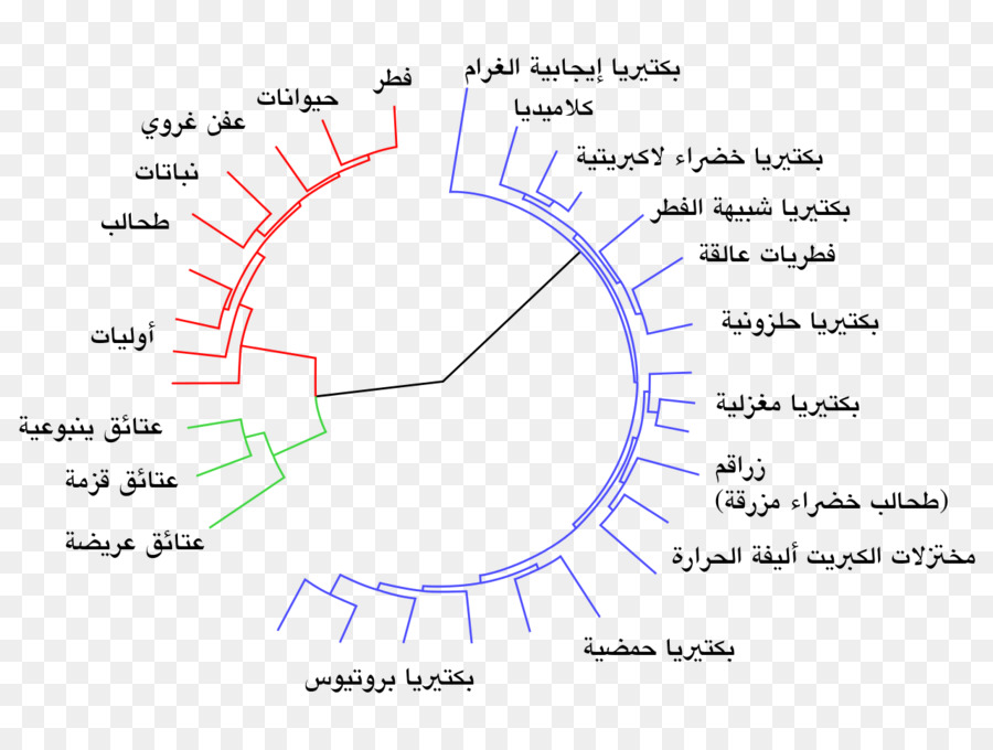 Evolución，Genecentered Vista De La Evolución PNG