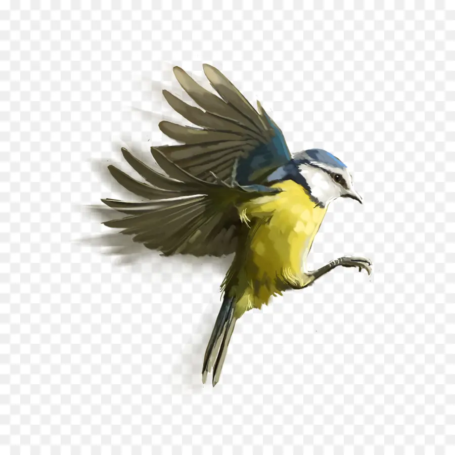 Pájaro Amarillo，Vuelo PNG