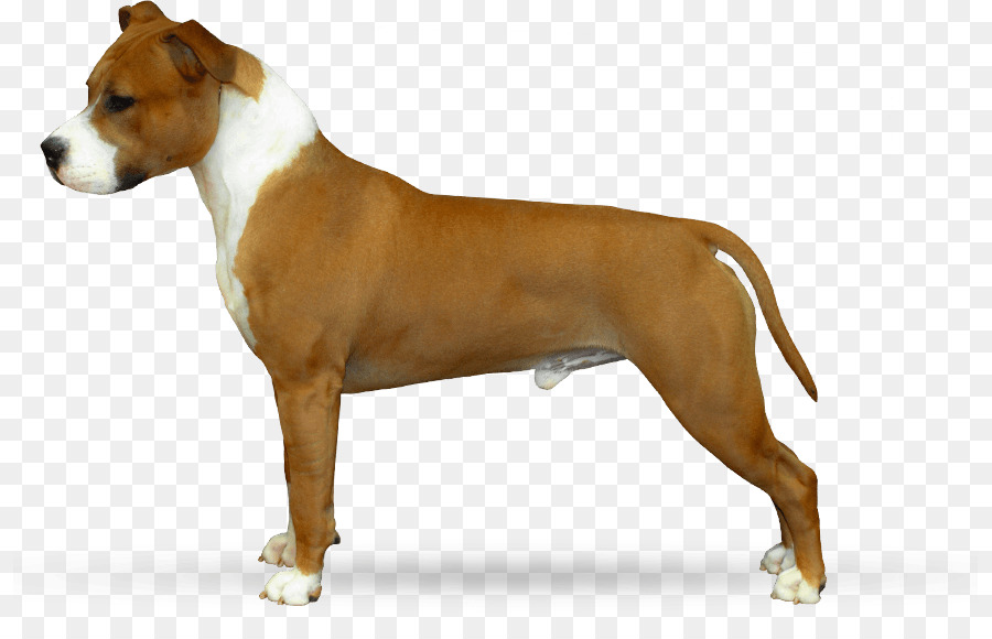 Raza De Perro，Staffordshire Terrier Americano PNG