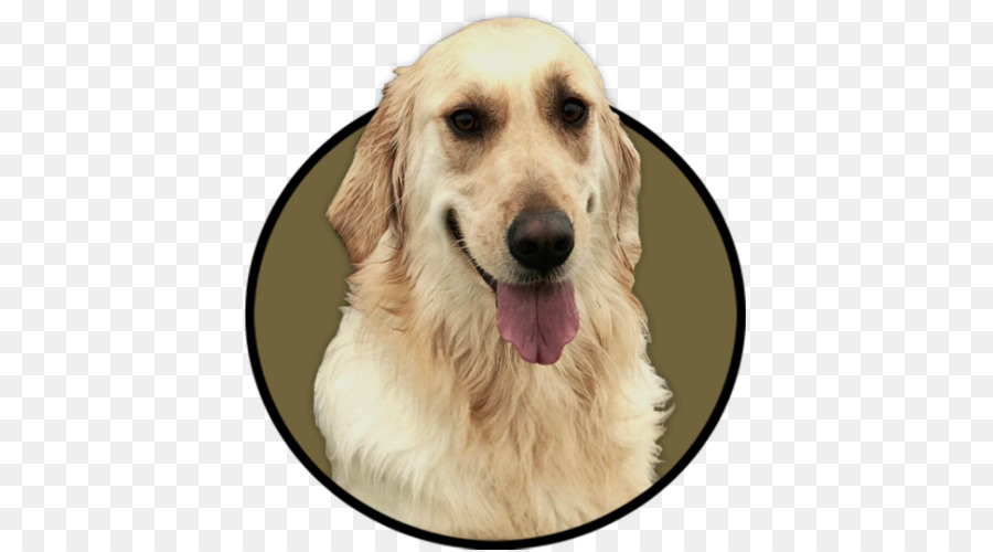 Golden Retriever，Paz PNG