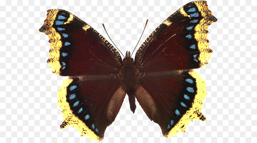 Mariposa，Luto Manto PNG