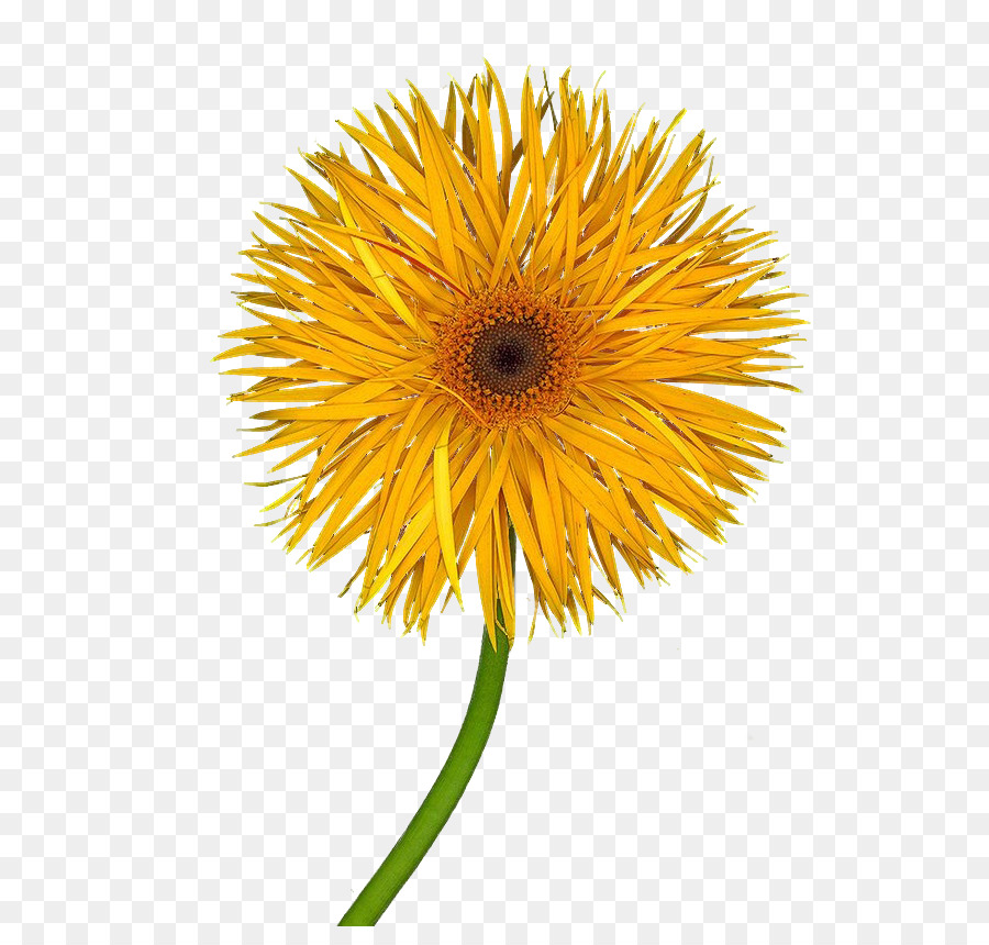 Común De Girasol，Una Fotografía De Stock PNG