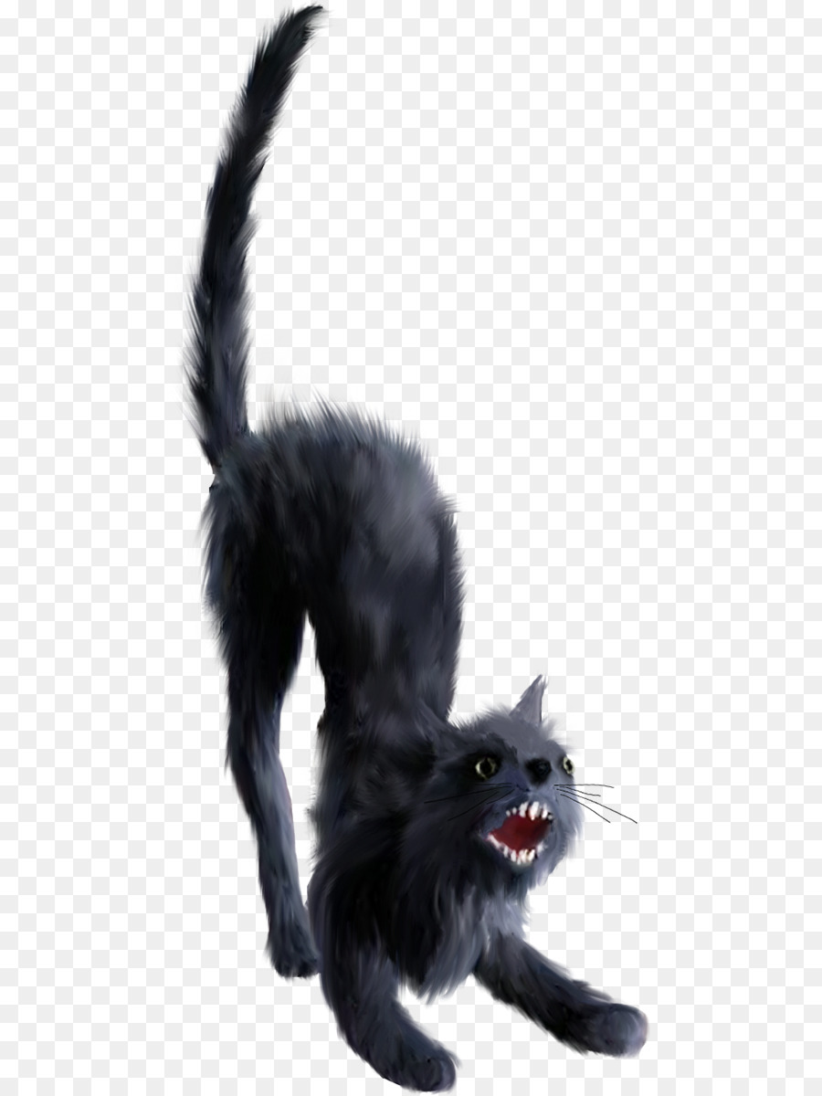 Gato Negro，Felino PNG