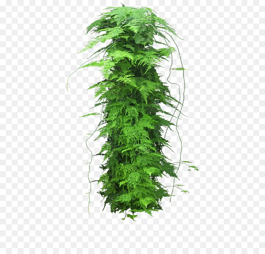 Planta，Planta De Interior PNG