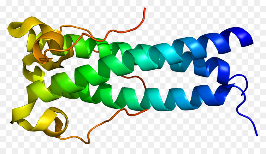 Syncytin1，Syncytin2 PNG