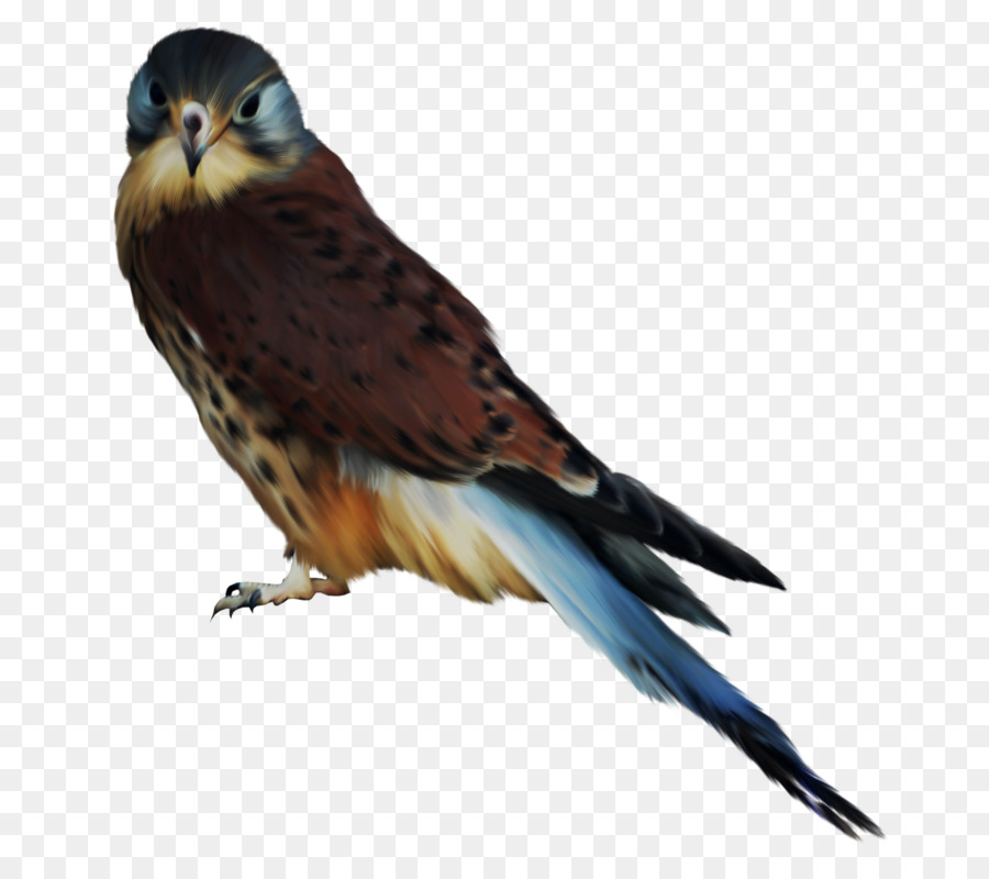 Aves，Lechuza PNG