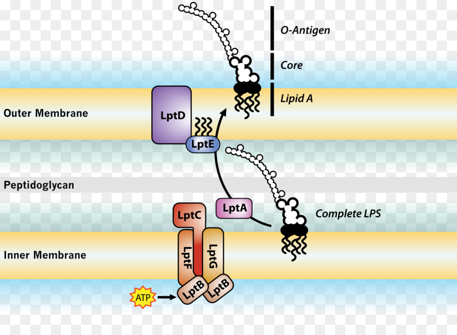 La Endotoxina，Membrana De La Célula PNG