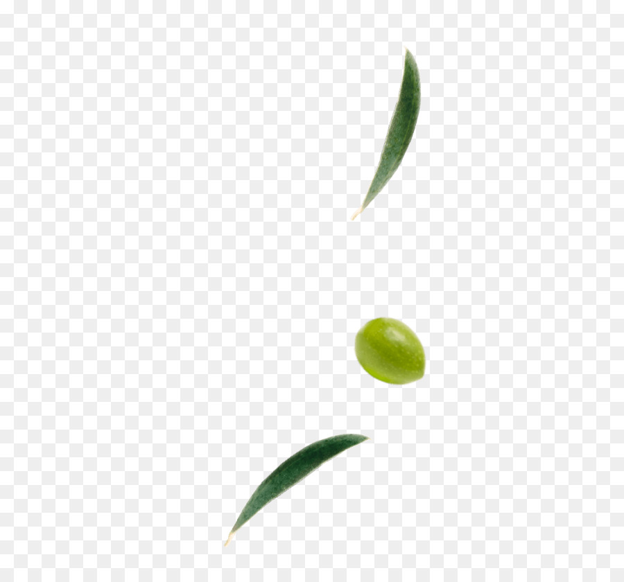 Aceituna，Hoja PNG