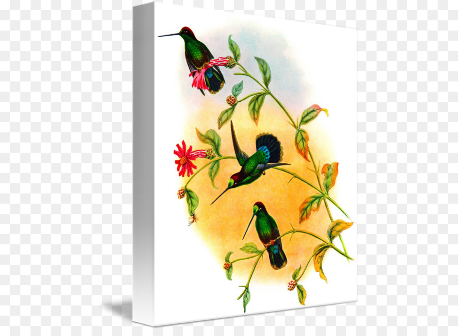 Colibrí，Giclée PNG