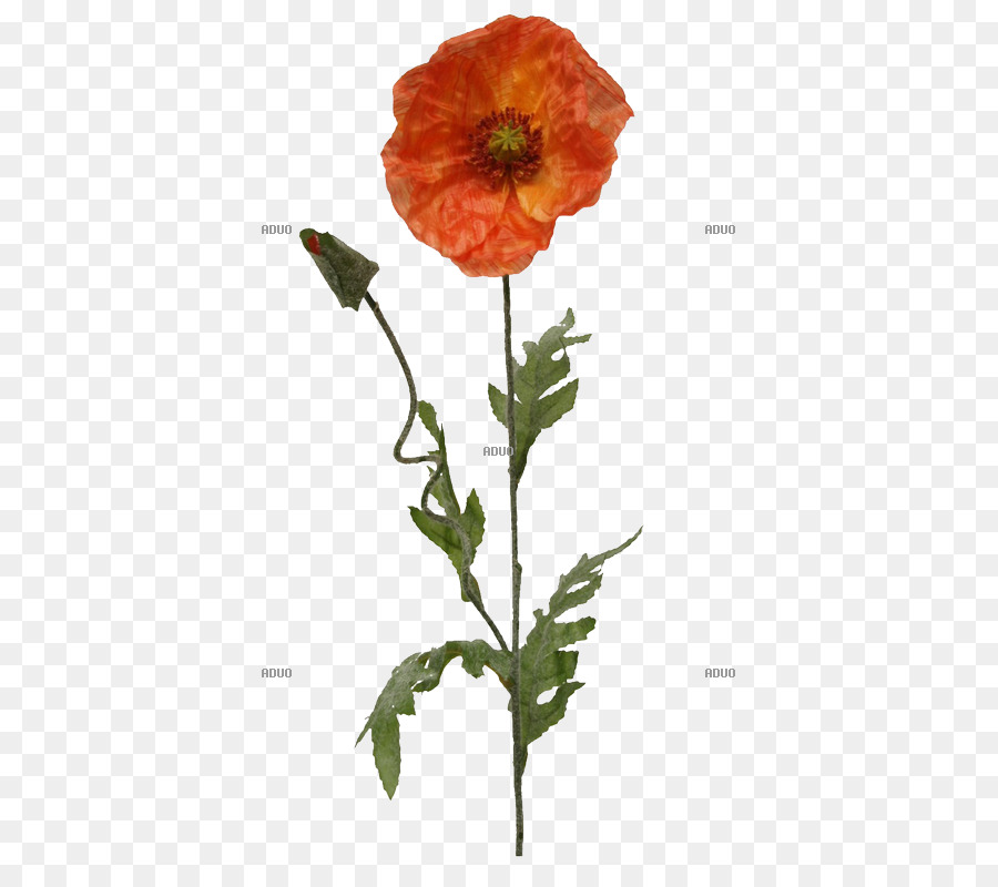 Amapola，La Adormidera PNG