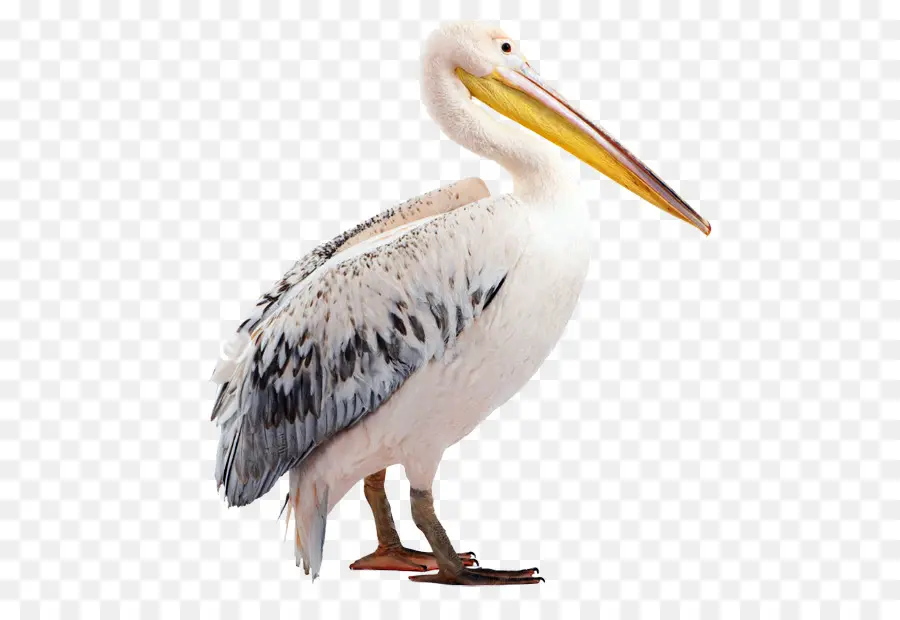 Pelican，Pico PNG