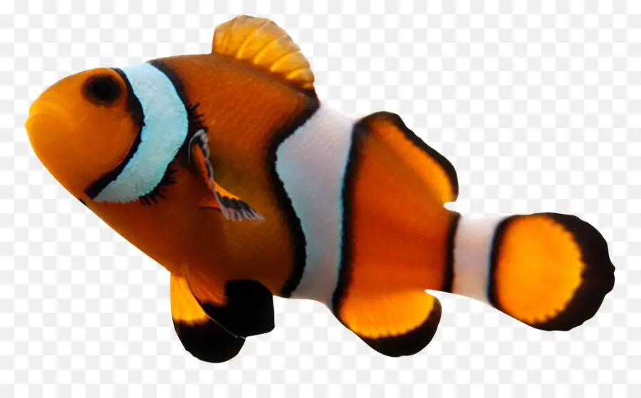 Los Peces，Acuario PNG