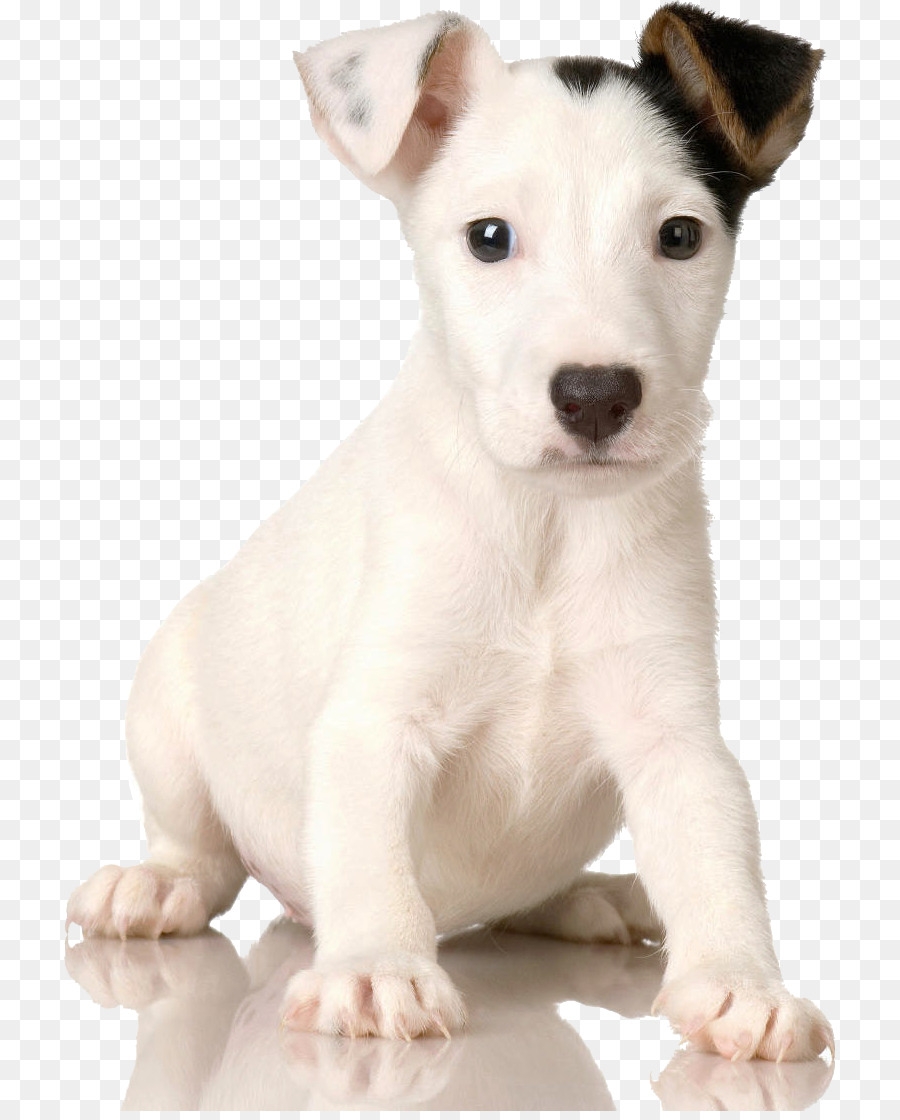 Jack Russell Terrier，Cachorro PNG